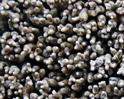Sphaerophorus globosus (Huds.) Vain. forme en coussinet.