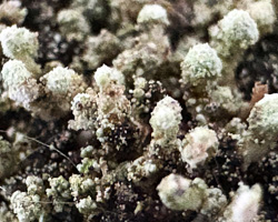 Stereocaulon pileatum Ach.