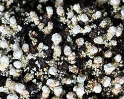 Stereocaulon pileatum Ach.