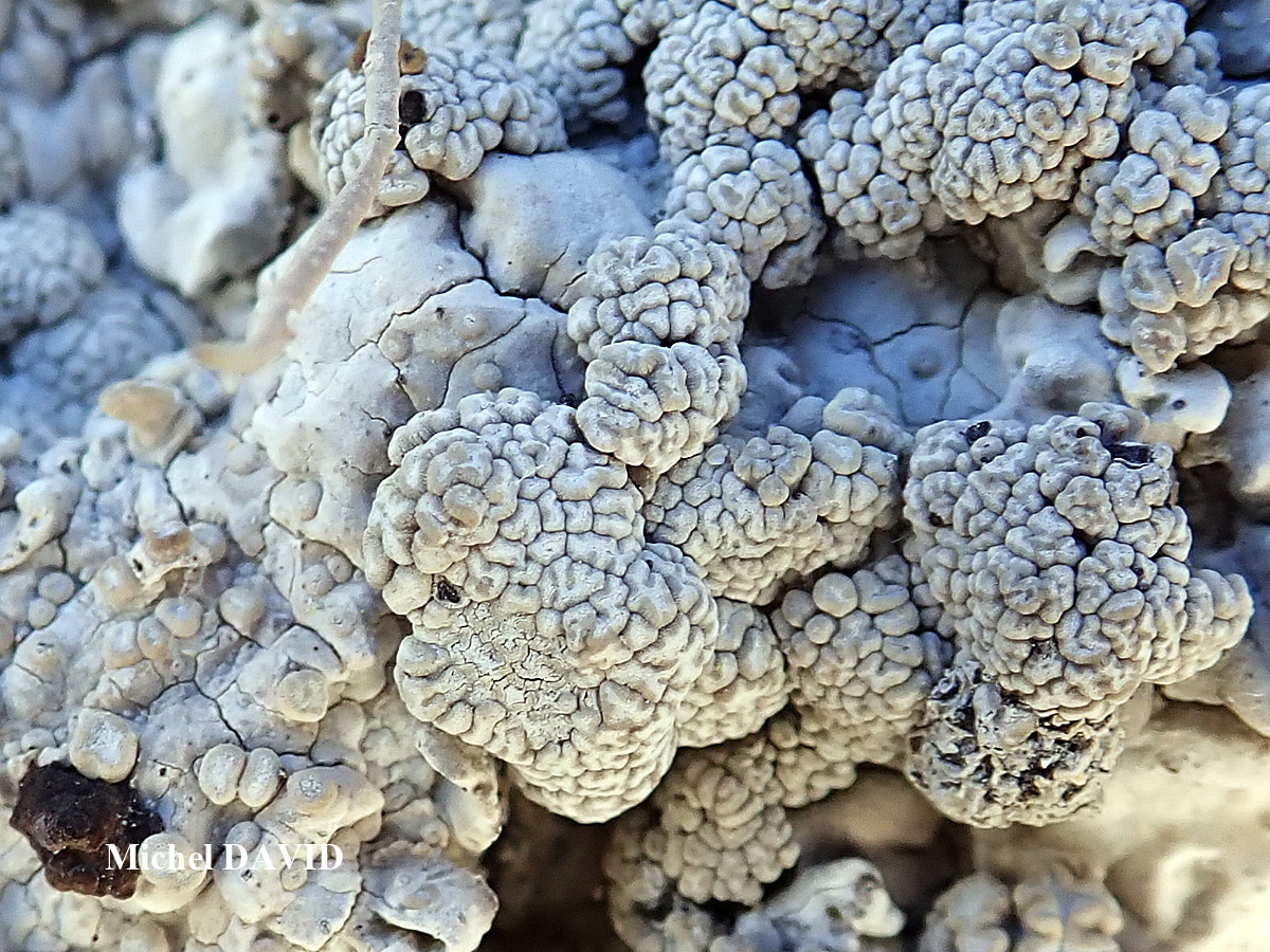 Syncesia myrticola forme parasite de Dirina massiliensis forma massiliensis Taxon méditerranéen des rochers calcaires.