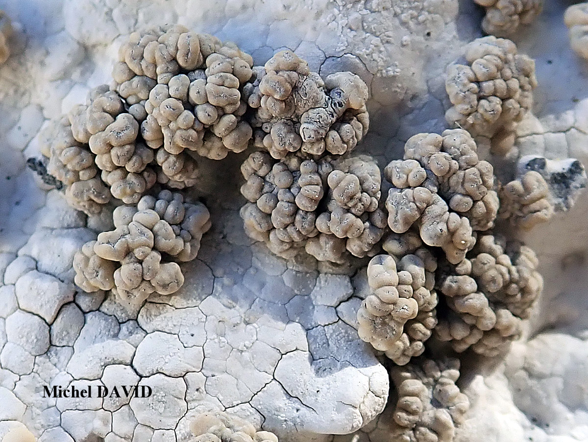 Syncesia myrticola forme parasite de Dirina massiliensis forma massiliensis Taxon méditerranéen des rochers calcaires.