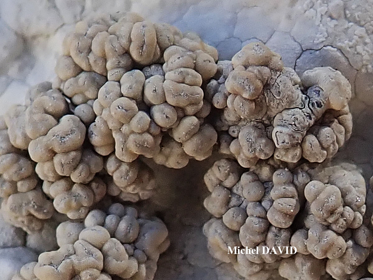 Syncesia myrticola forme parasite de Dirina massiliensis forma massiliensis Taxon méditerranéen des rochers calcaires.