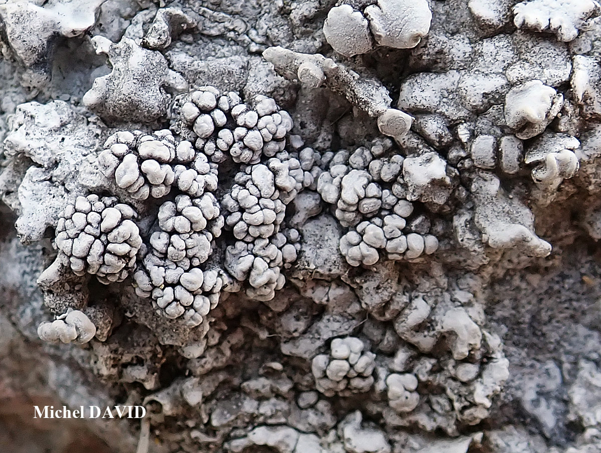Syncesia myrticola forme parasite de Dirina massiliensis forma massiliensis Taxon méditerranéen des rochers calcaires.