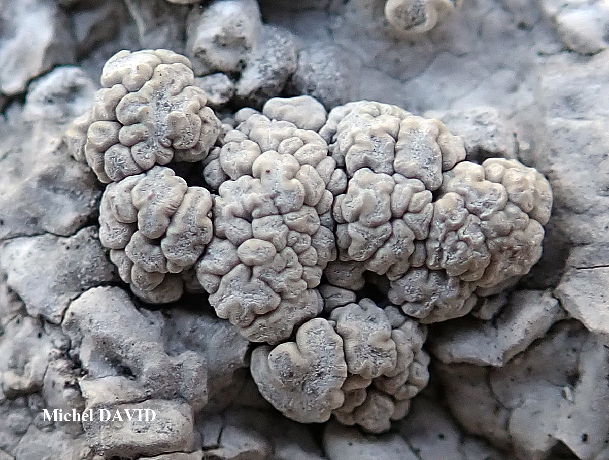 Syncesia myrticola forme parasite de Dirina massiliensis forma massiliensis Taxon méditerranéen des rochers calcaires.