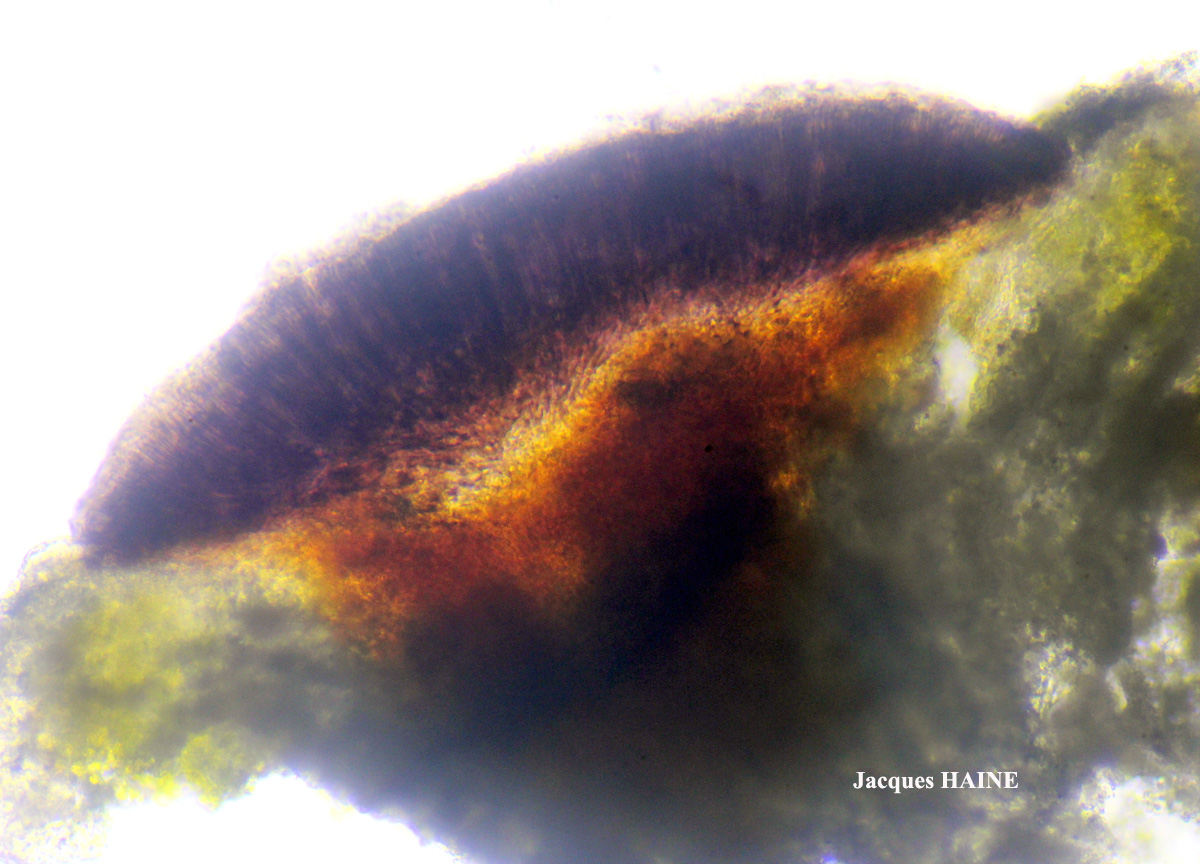 Tephromela atra (Huds.) Hafellner var. calcarea (Jetta) Clauzade & Roux
