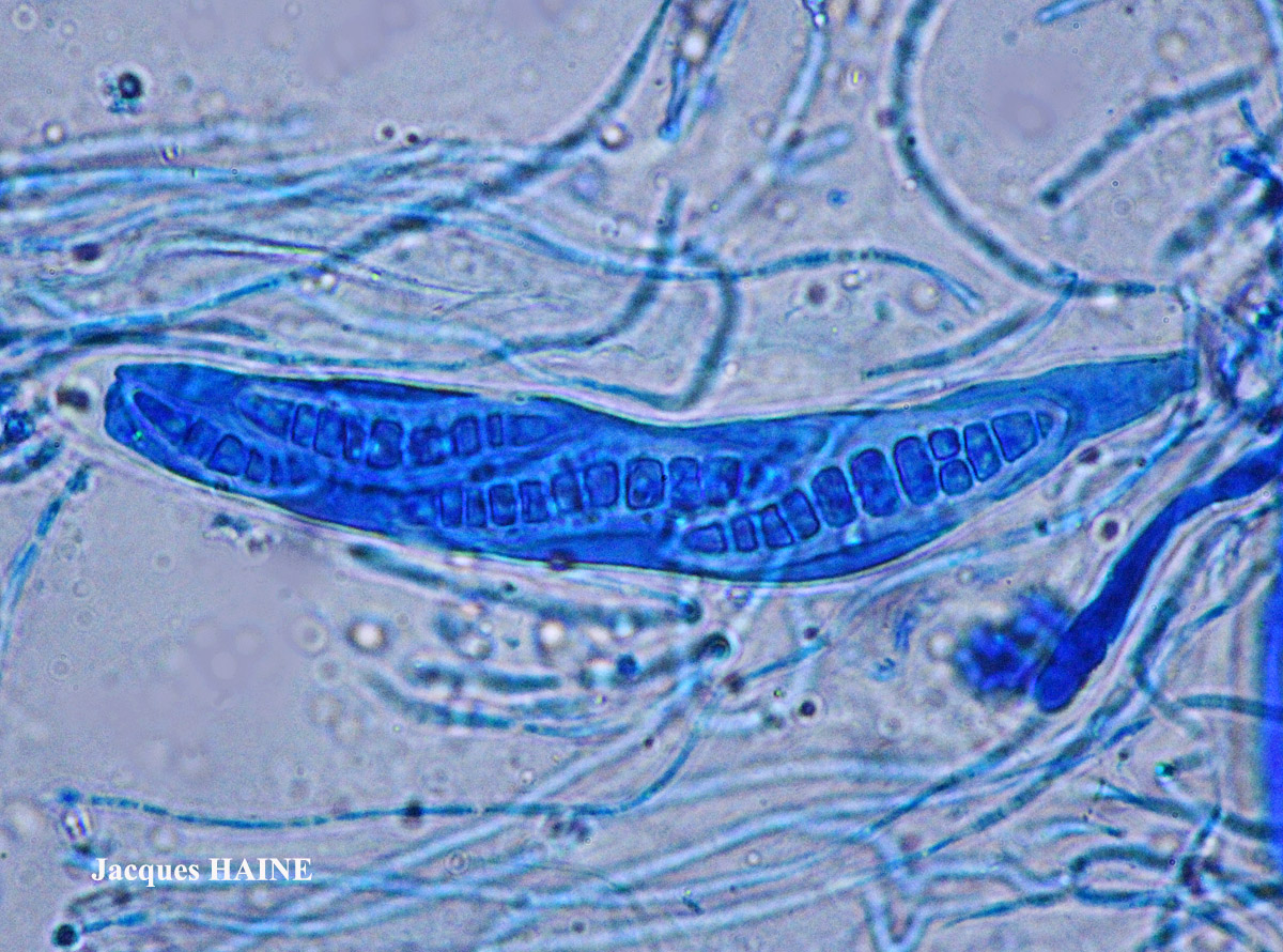 Thelotrema lepadinum forme K+ orange.