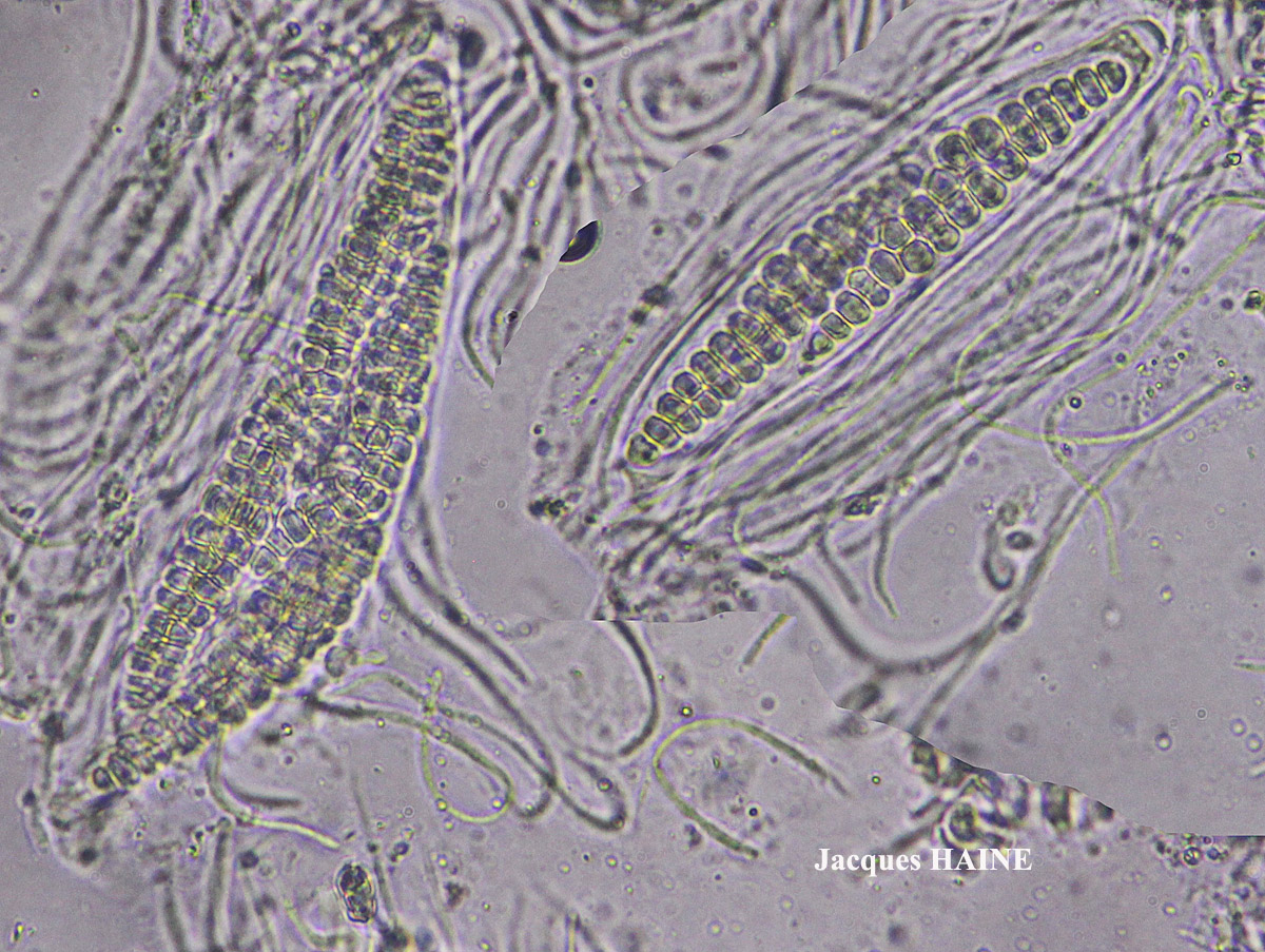 Thelotrema lepadinum forme K+ orange.