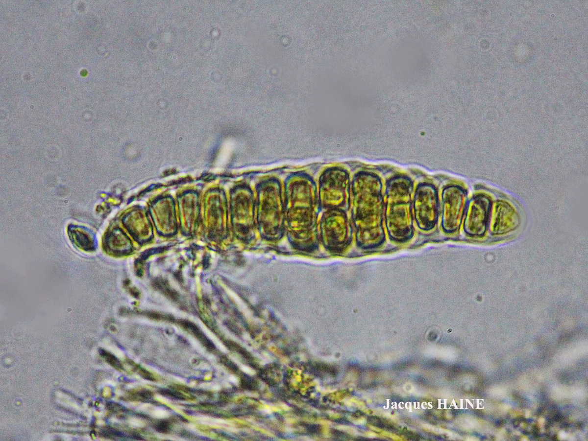 Thelotrema lepadinum forme K+ orange.
