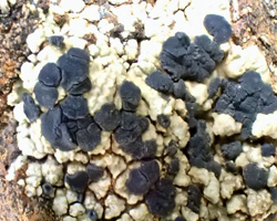 Toniniopsis aromatica (Sm.) Kistenick, Timdal, Bendiksby & Ekman = Toninia aromatica (Turner ex Sm.) A. Massal.