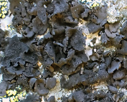 Umbilicaria deusta (L.) Baumg.