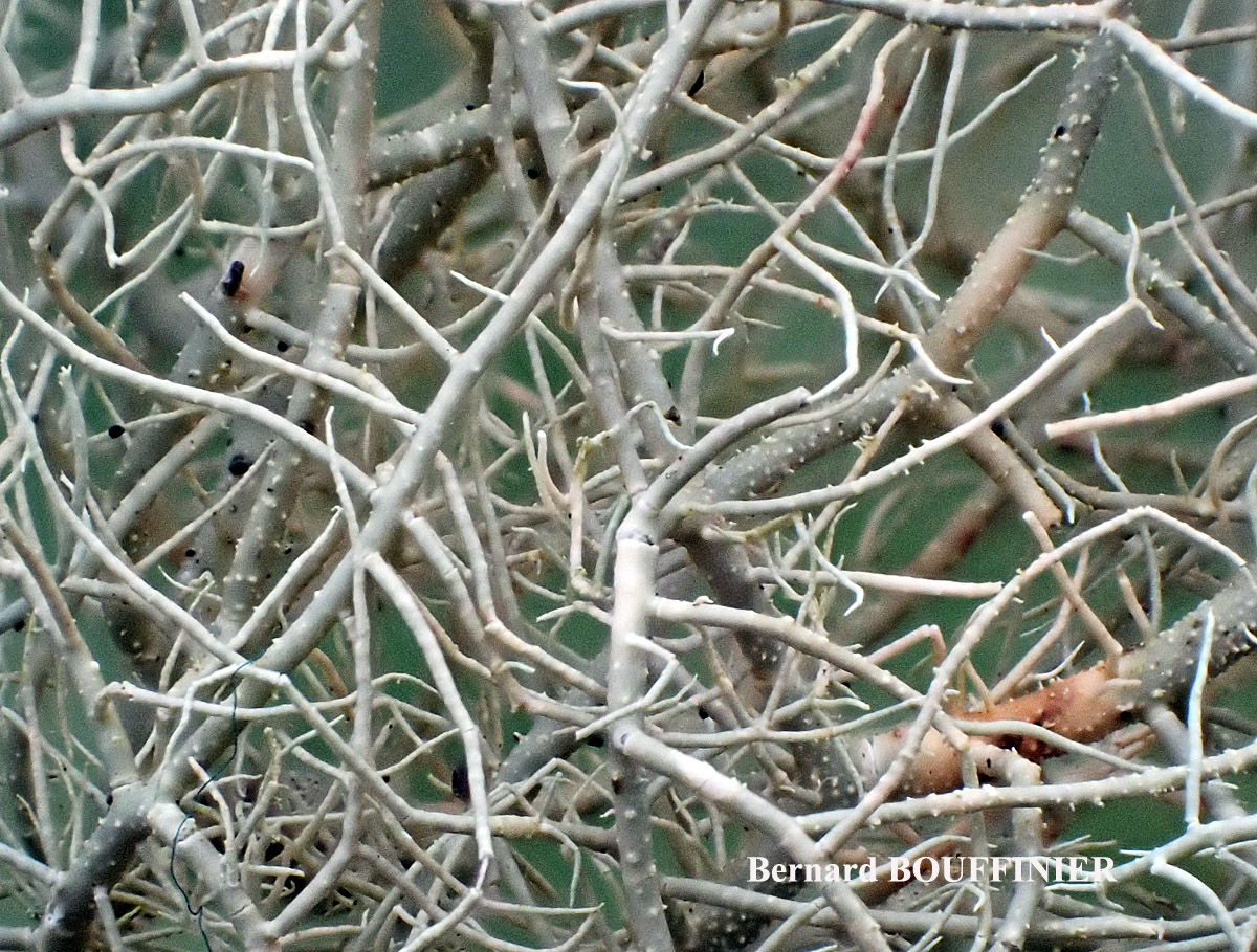 Usnea flammea forme corticole.