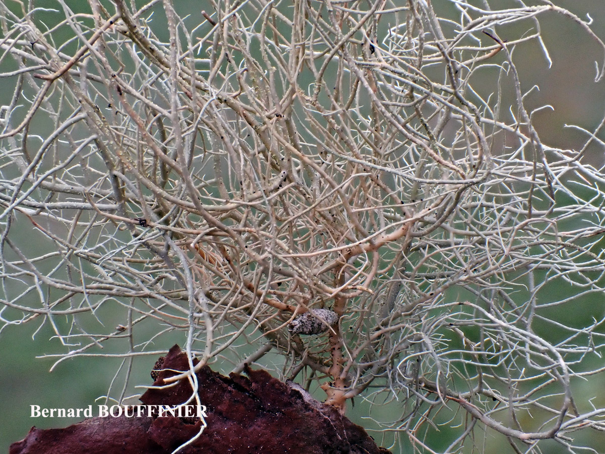 Usnea flammea forme corticole.