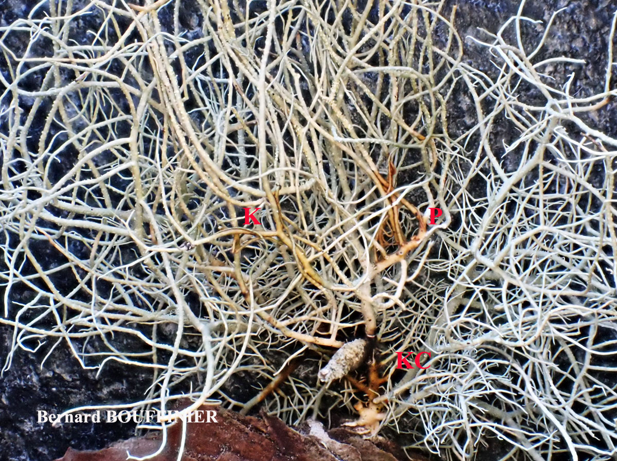Usnea flammea forme corticole.