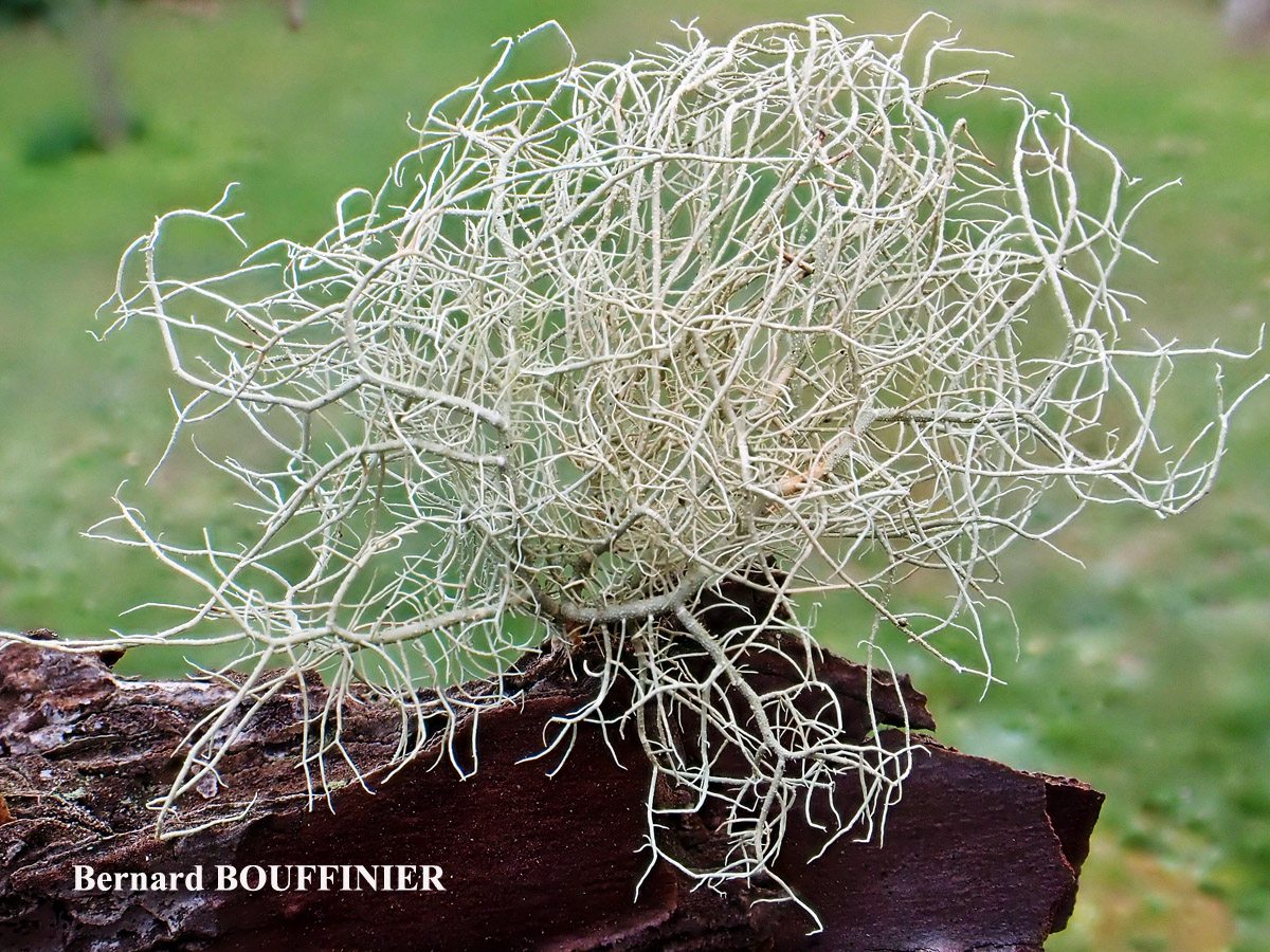 Usnea flammea forme corticole.