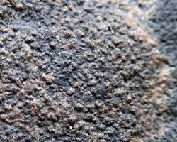 Verrucaria aquatilis Mudd