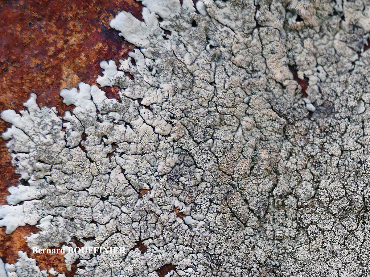 Xanthoparmelia tinctina taxon de méditerranée.