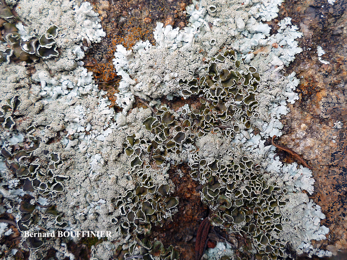 Xanthoparmelia tinctina taxon de méditerranée.
