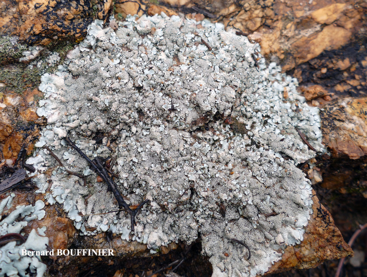 Xanthoparmelia tinctina taxon de méditerranée.