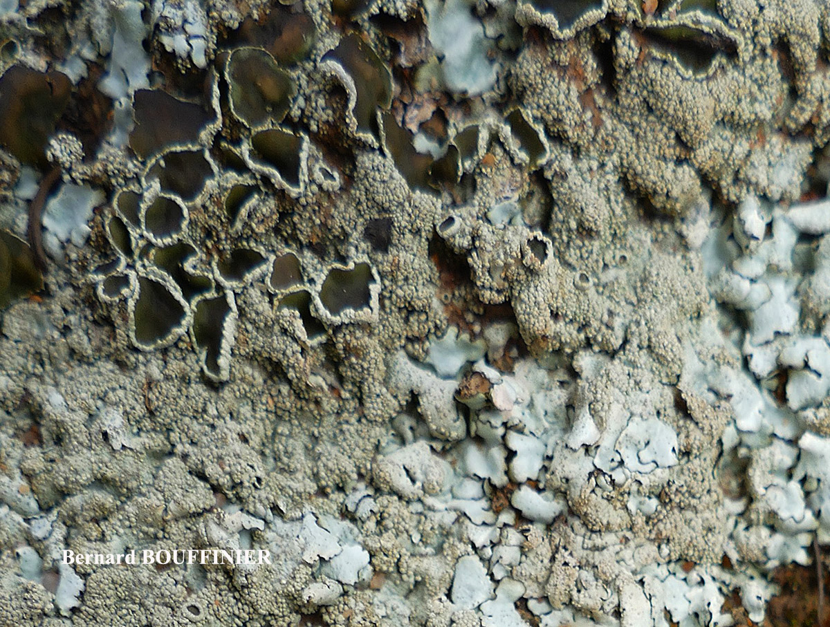 Xanthoparmelia tinctina taxon de méditerranée.