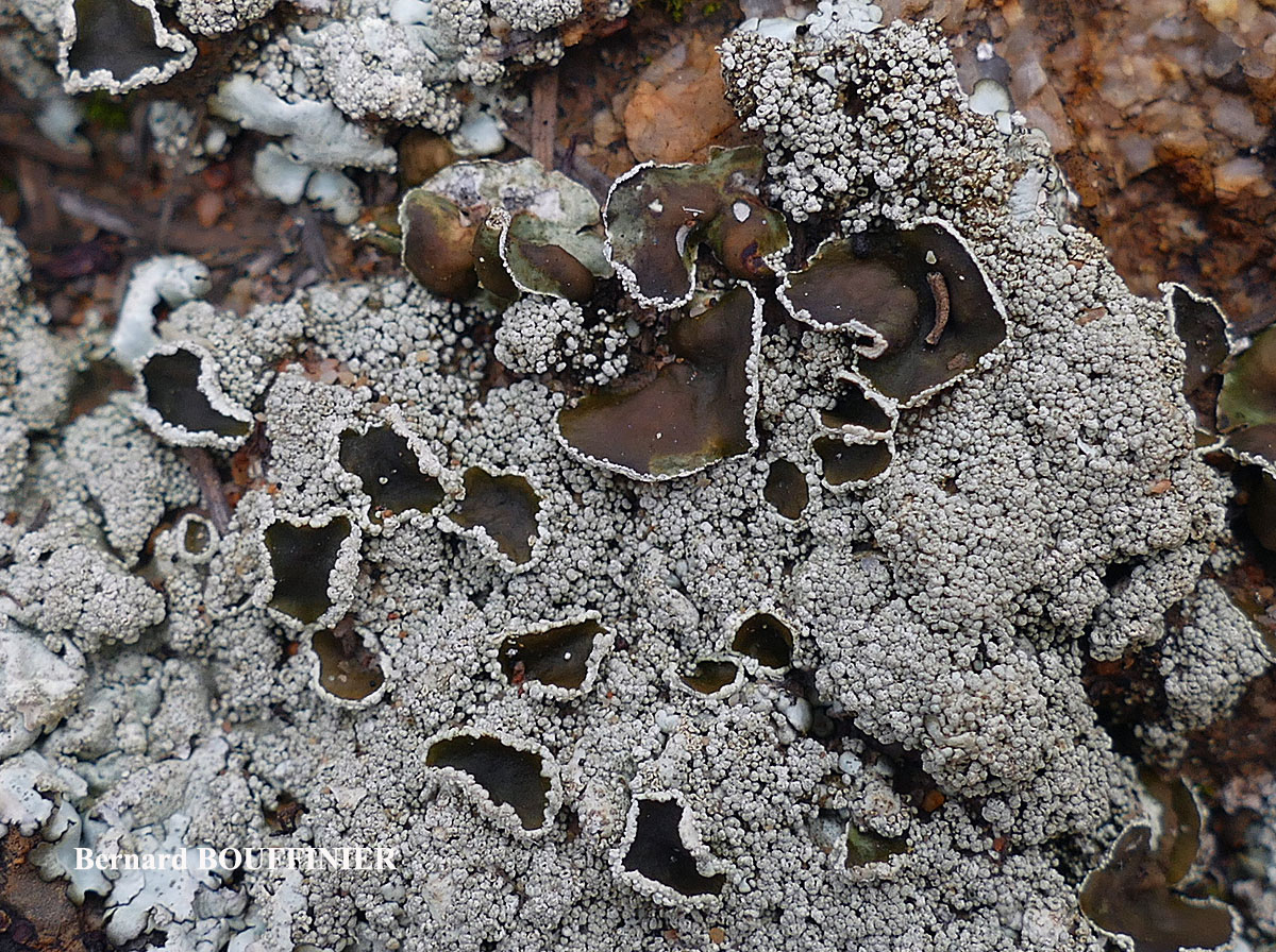 Xanthoparmelia tinctina taxon de méditerranée.