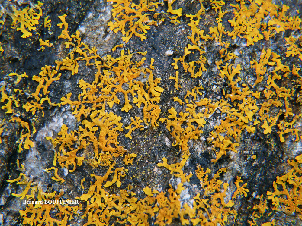 Xanthoria aureola (Ach.) Erichs. forme saxicole de la frange littorale.