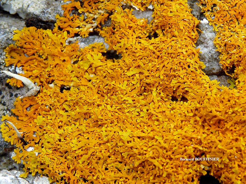 Xanthoria aureola (Ach.) Erichs. forme saxicole de la zone aérohaline.