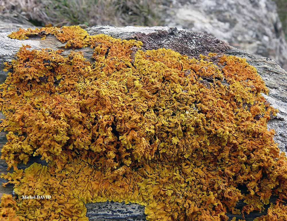 Xanthoria aureola (Ach.) Erichs. forme saxicole de la zone aérohaline.