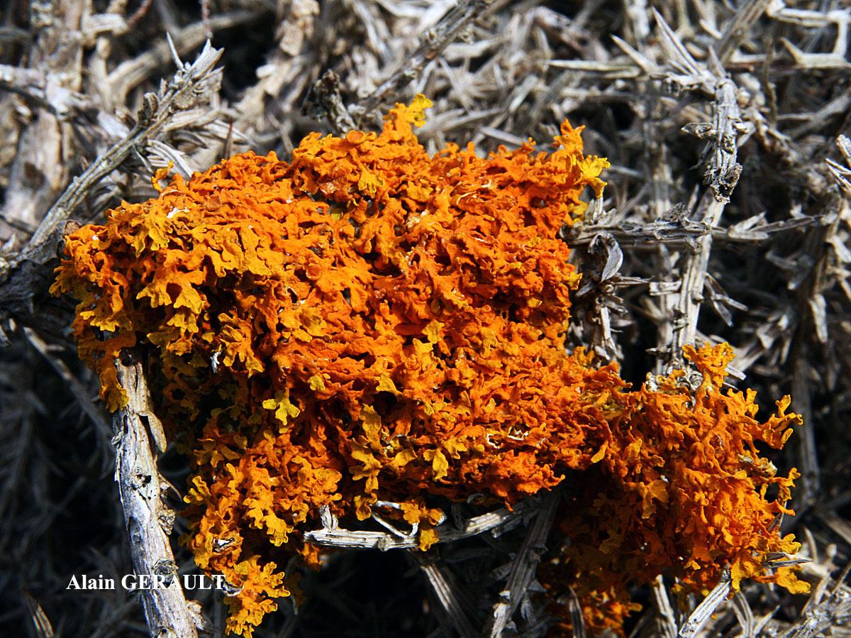 Xanthoria aureola (Ach.) Erichs. forme ramicole de la zone aérohaline.