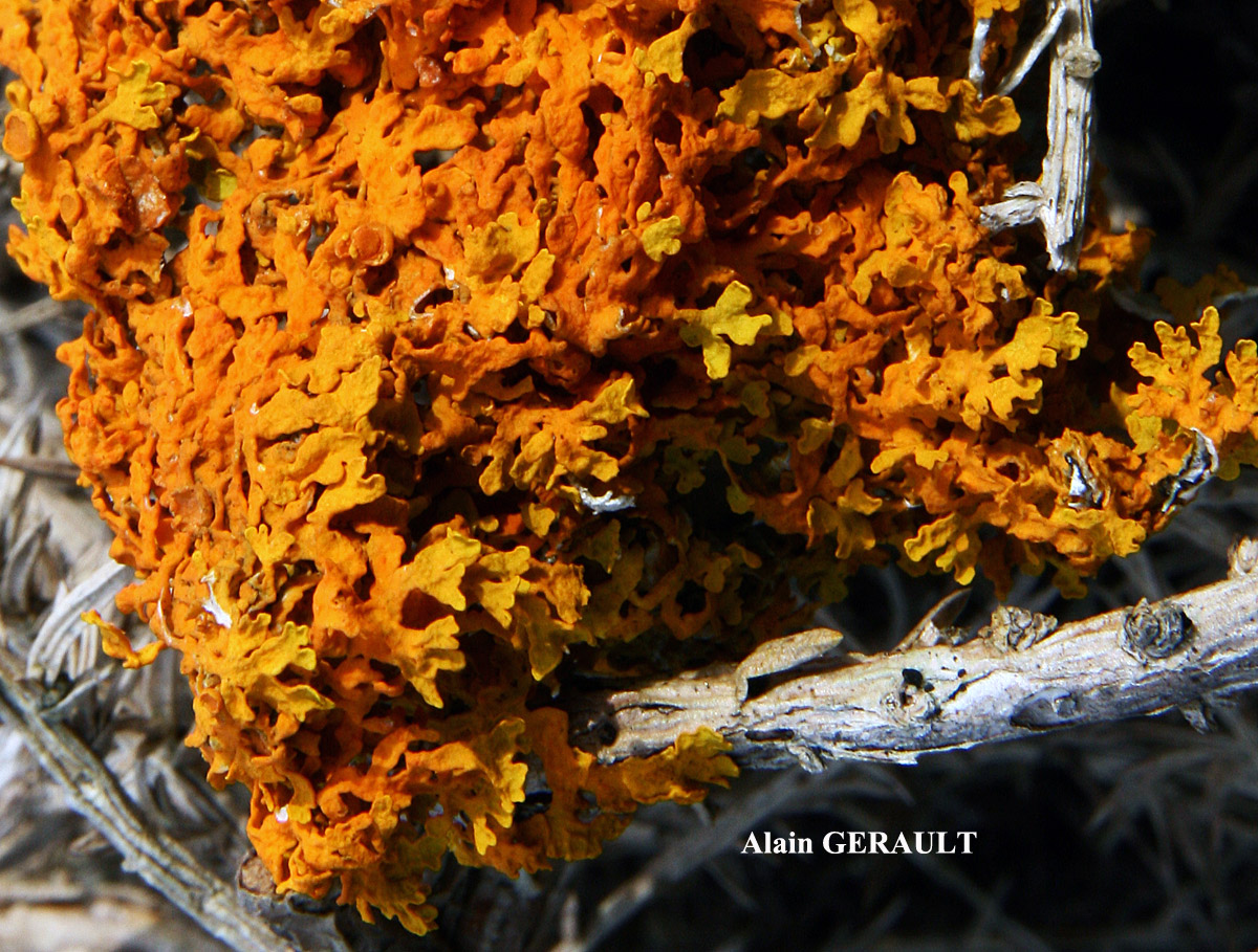Xanthoria aureola (Ach.) Erichs. forme ramicole de la zone aérohaline.