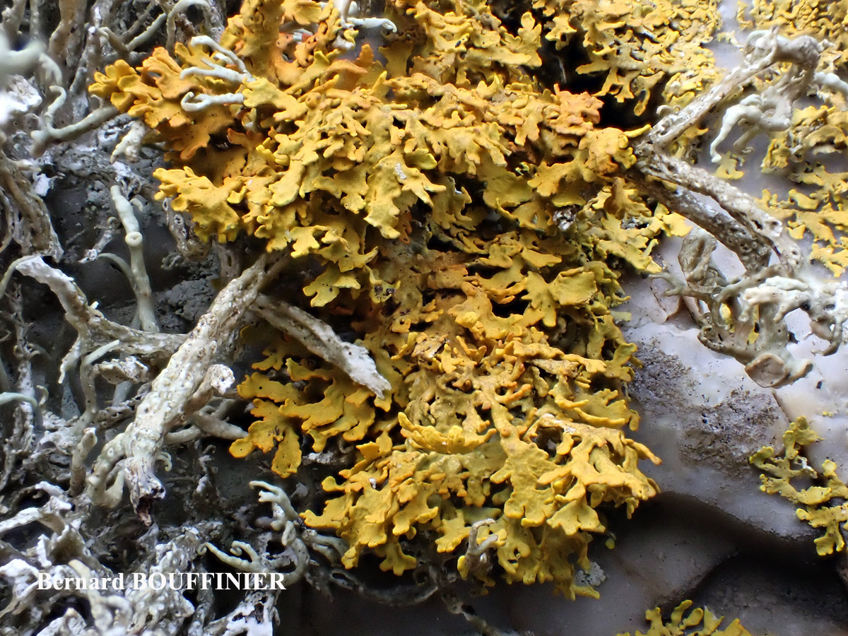 Xanthoria aureola (Ach.) Erichs. forme ramicole de la zone aérohaline.