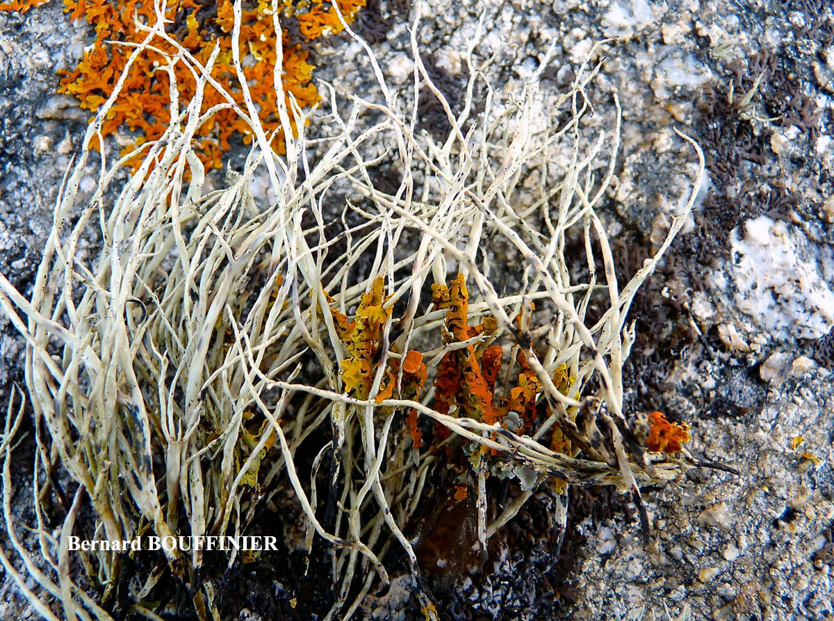 Xanthoria aureola (Ach.) Erichs. forme ramicole de la zone aérohaline.