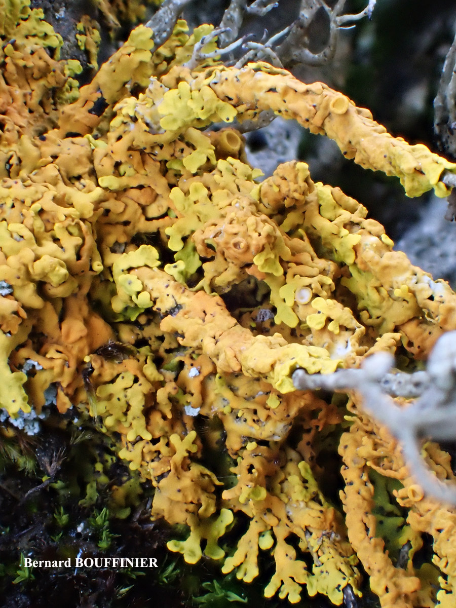 Xanthoria aureola (Ach.) Erichs. forme ramicole de la zone aérohaline.