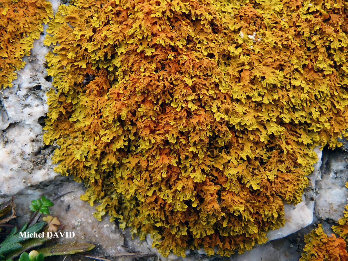 Xanthoria aureola (Ach.) Erichs. forme saxicole de la zone aérohaline.
