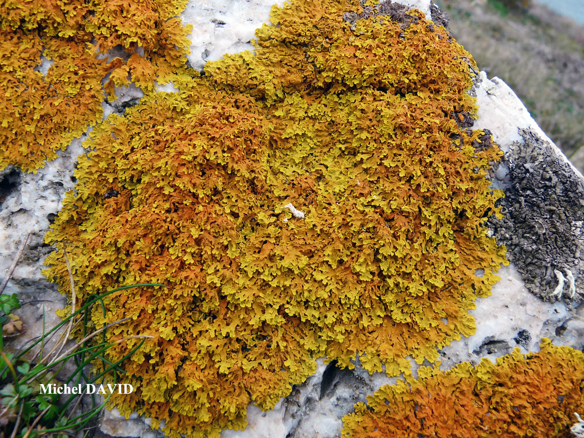 Xanthoria aureola (Ach.) Erichs. forme saxicole de la zone aérohaline.
