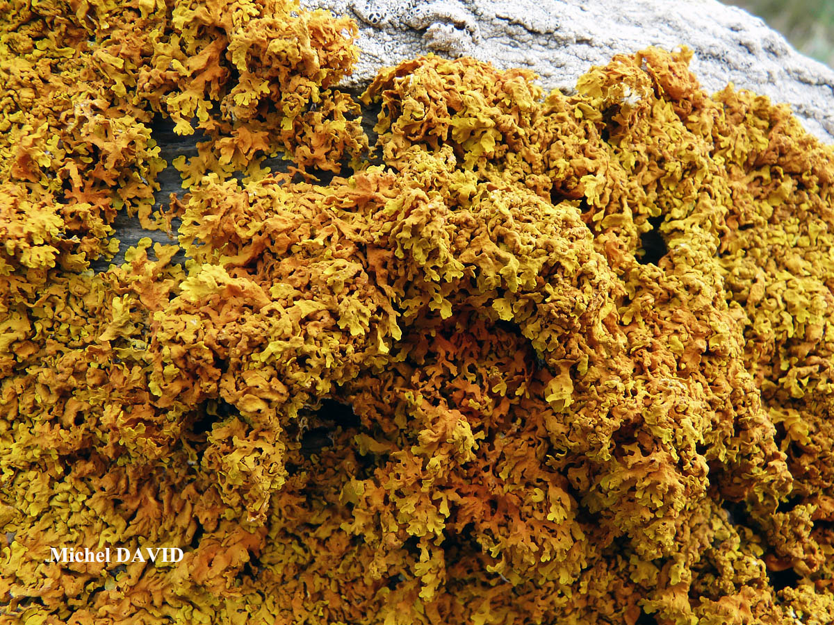 Xanthoria aureola (Ach.) Erichs. forme saxicole de la zone aérohaline.
