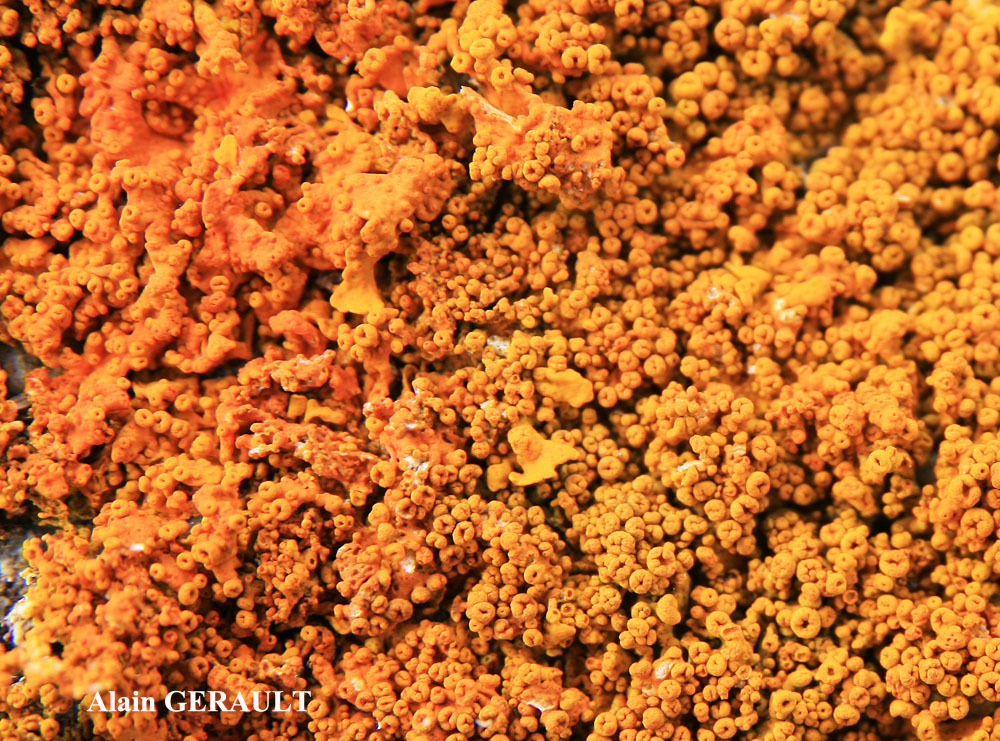 Xanthoria calcicola Oxner var. calcicola (Taxon Atlantique). Forme verruqueuse.