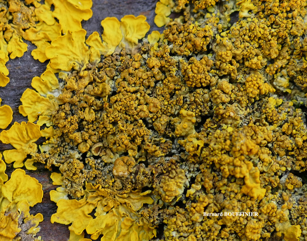 Xanthoria calcicola Oxner var. calcicola (Taxon Atlantique). Forme verruqueuse.