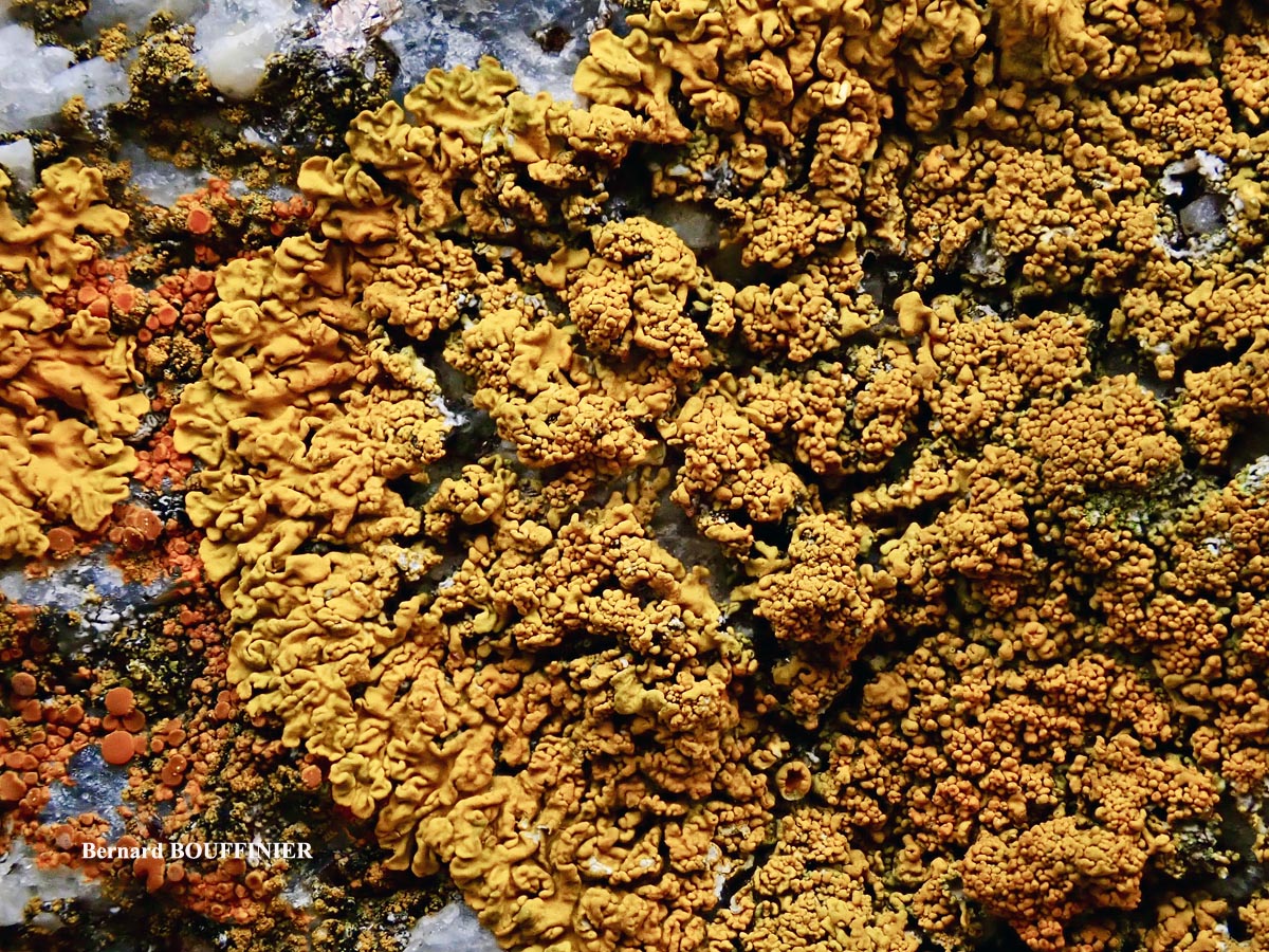 Xanthoria calcicola Oxner var. calcicola (Taxon Atlantique) forme sur ciment ou sur béton.