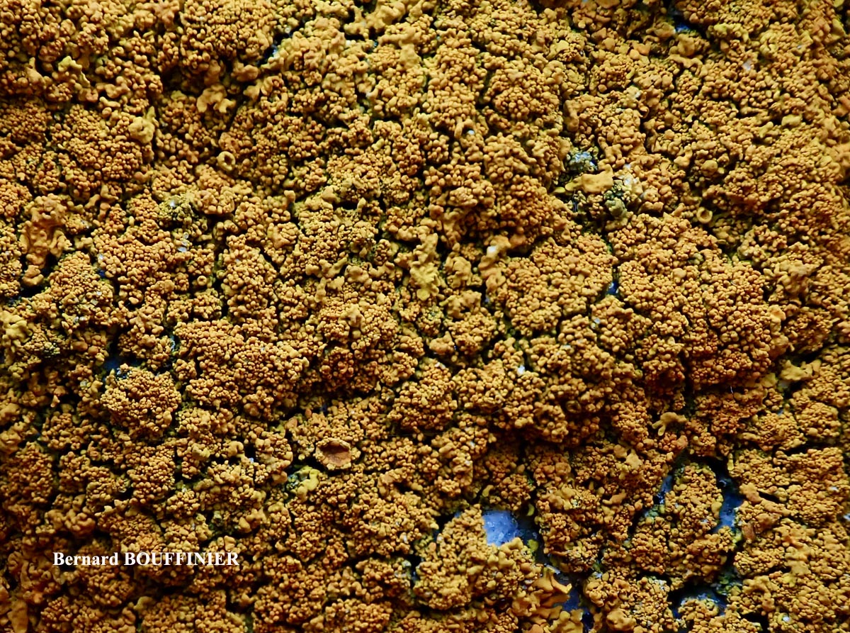 Xanthoria calcicola Oxner var. calcicola (Taxon Atlantique) forme sur ciment ou sur béton.