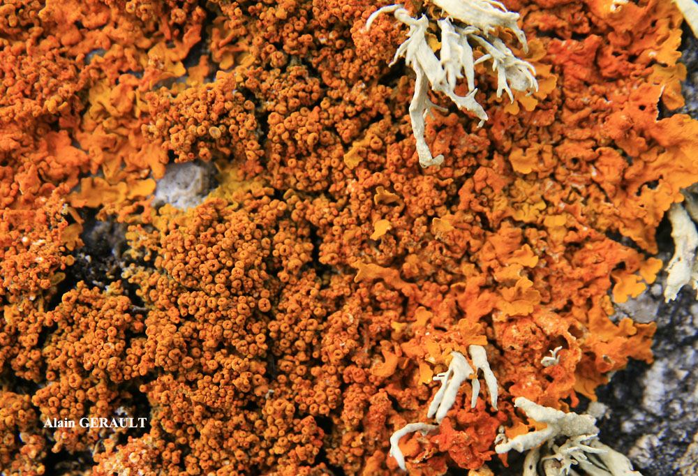 Xanthoria calcicola Oxner var. calcicola (Taxon Atlantique). Forme verruqueuse.