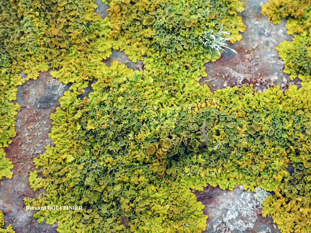 Xanthoria parietina forme saxicole des rochers alcalins de la zone mésique.