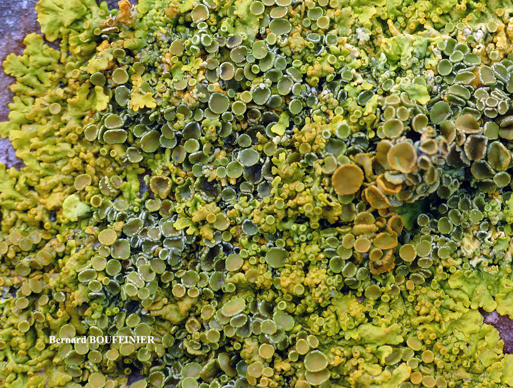 Xanthoria parietina forme saxicole des rochers alcalins de la zone mésique.