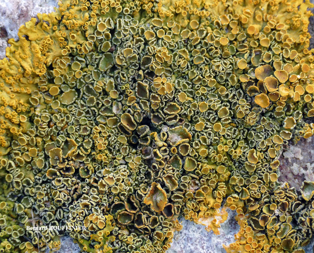 Xanthoria parietina forme saxicole des rochers alcalins de la zone mésique.