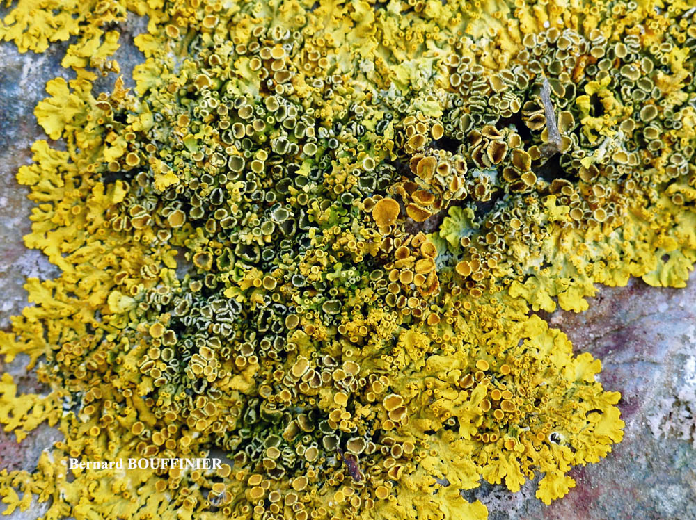 Xanthoria parietina forme saxicole des rochers alcalins de la zone mésique.