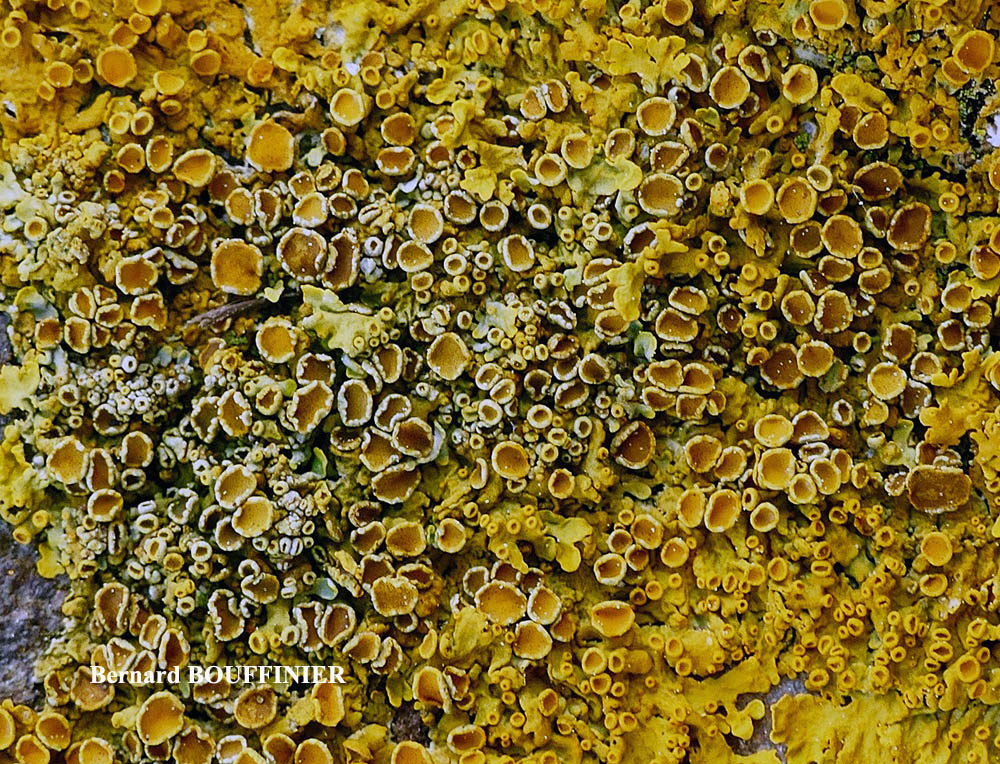 Xanthoria parietina forme saxicole des rochers alcalins de la zone mésique.