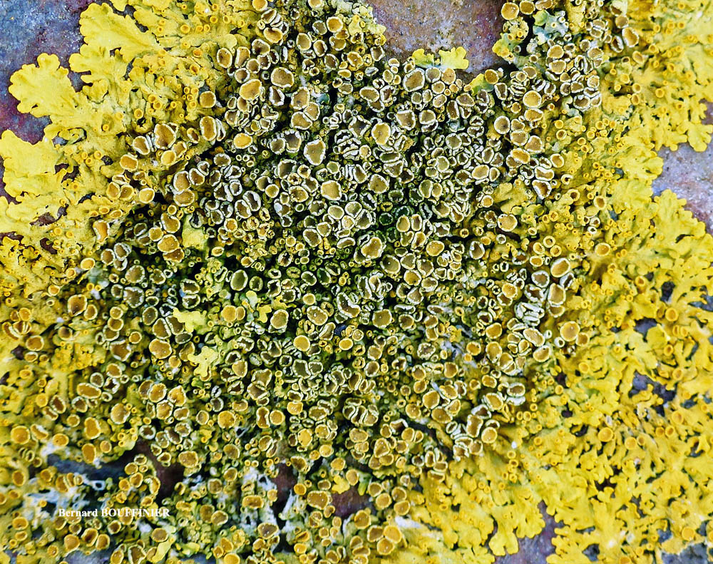 Xanthoria parietina forme saxicole des rochers alcalins de la zone mésique.