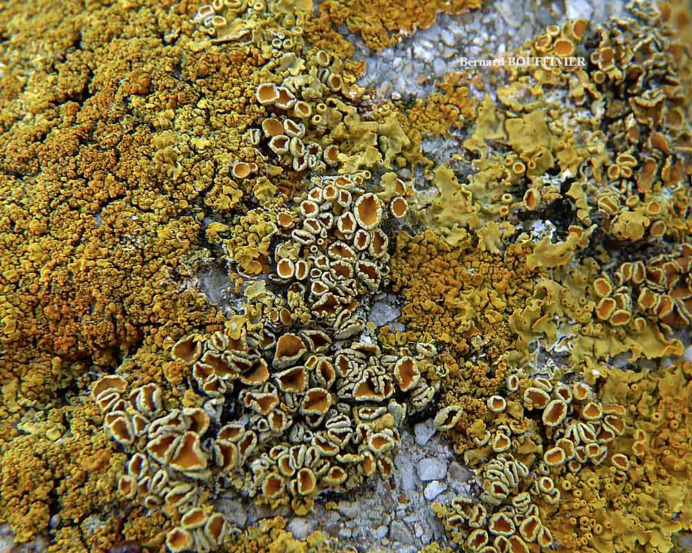 Xanthoria parietina forme saxicole des rochers alcalins de la zone mésique.