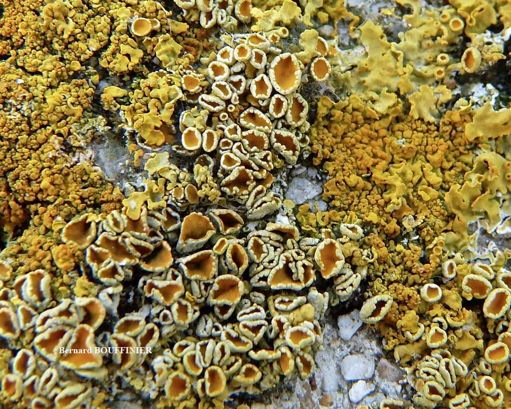 Xanthoria parietina forme saxicole des rochers alcalins de la zone mésique.
