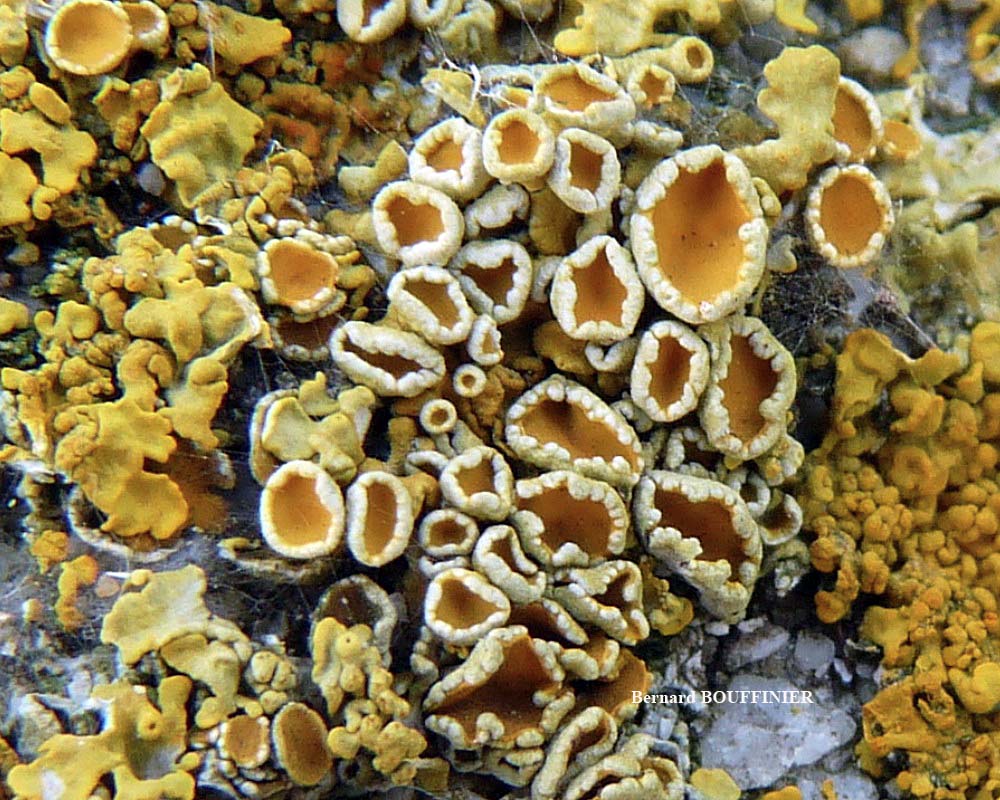 Xanthoria parietina forme saxicole des rochers alcalins de la zone mésique.