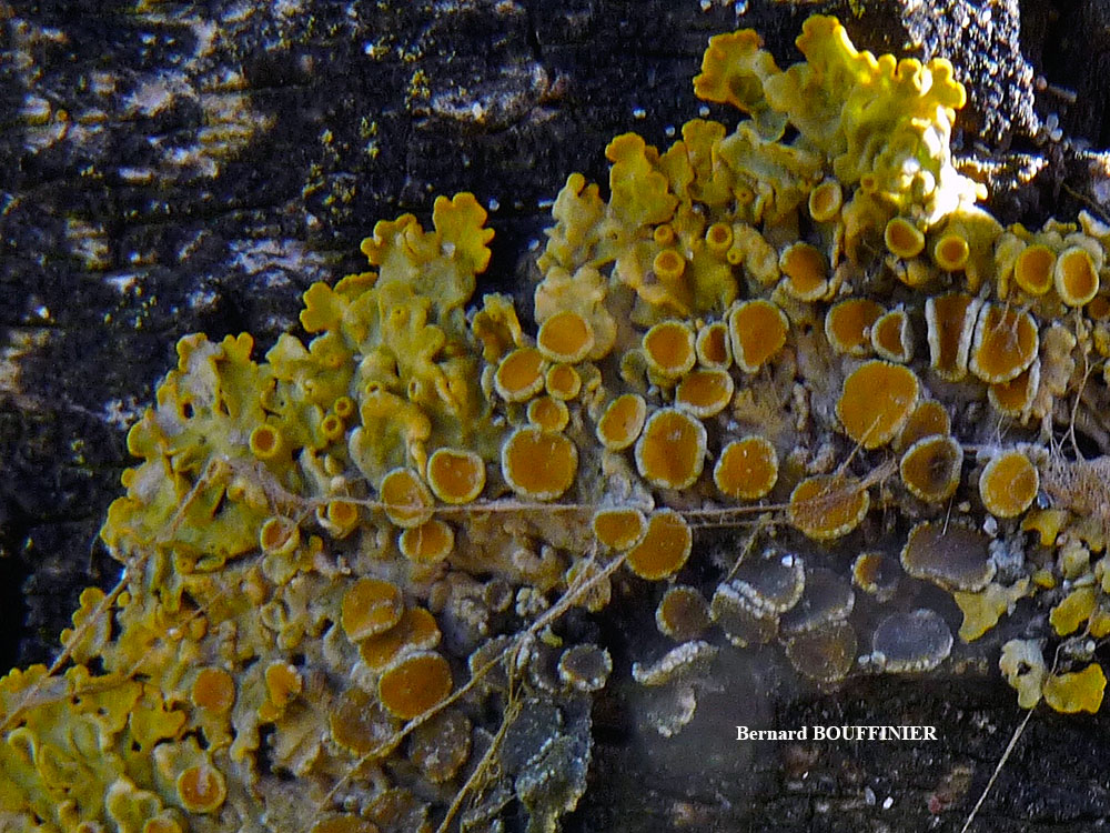 Xanthoria parietina forme lignicole des milieux marins.